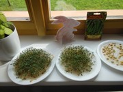 Rychlíme semínka a pozorujeme